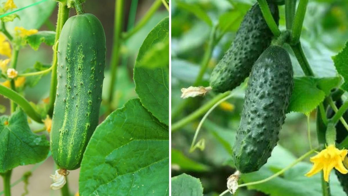 11 Plants You Should Never Grow Near Cucumbers