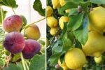 5 Fastest Growing Fruit Trees for Home Gardens