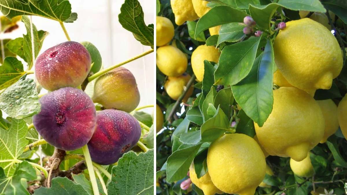 5 Fastest Growing Fruit Trees for Home Gardens