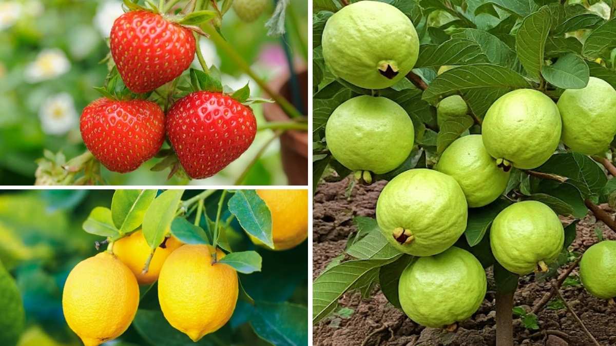 5 Low-Maintenance Fruits Perfect for Balcony Gardening
