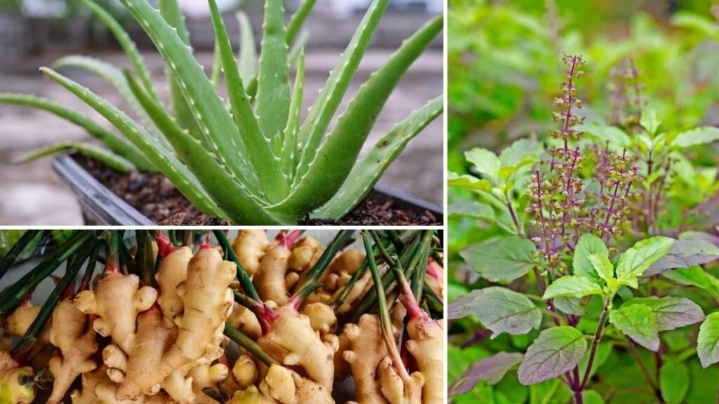 6 Medicinal Plants You Can Easily Grow at Home