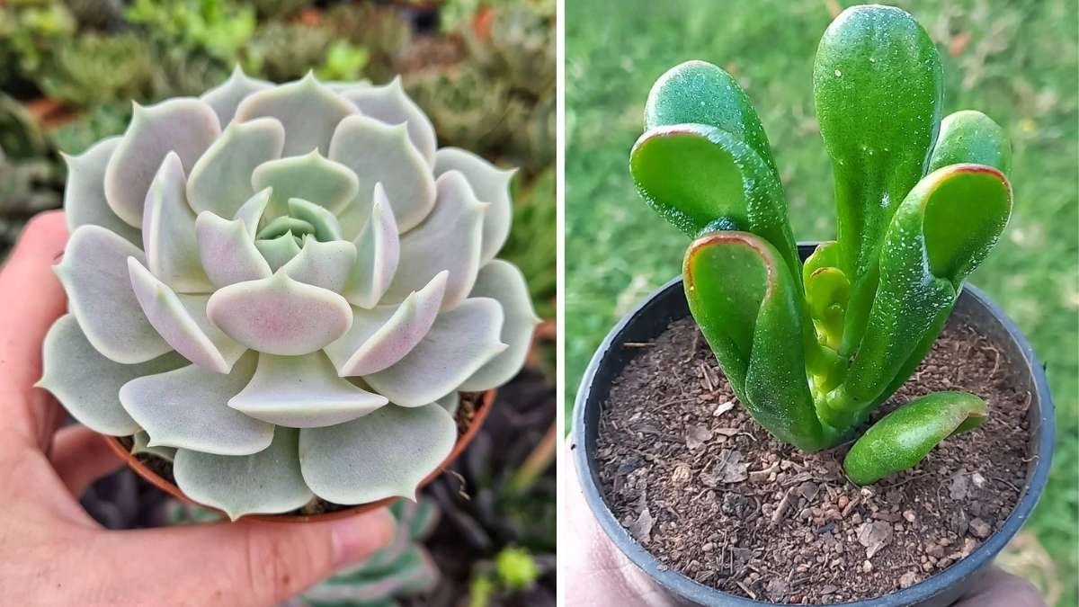 8 Drought-Tolerant Succulents Perfect for Pots and Container Gardens