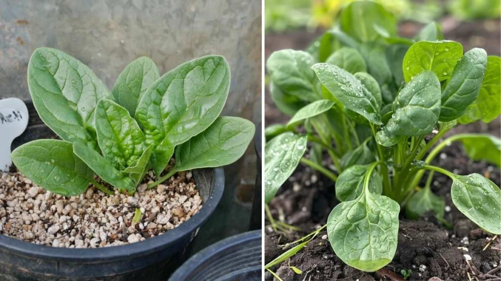 8 Easy Steps to Grow Spinach at Home