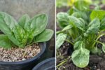 8 Easy Steps to Grow Spinach at Home