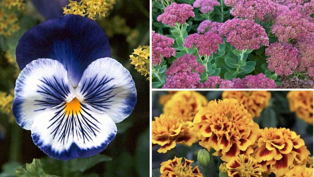 8 Stunning Fall Flowers to Elevate Your Thanksgiving Garden