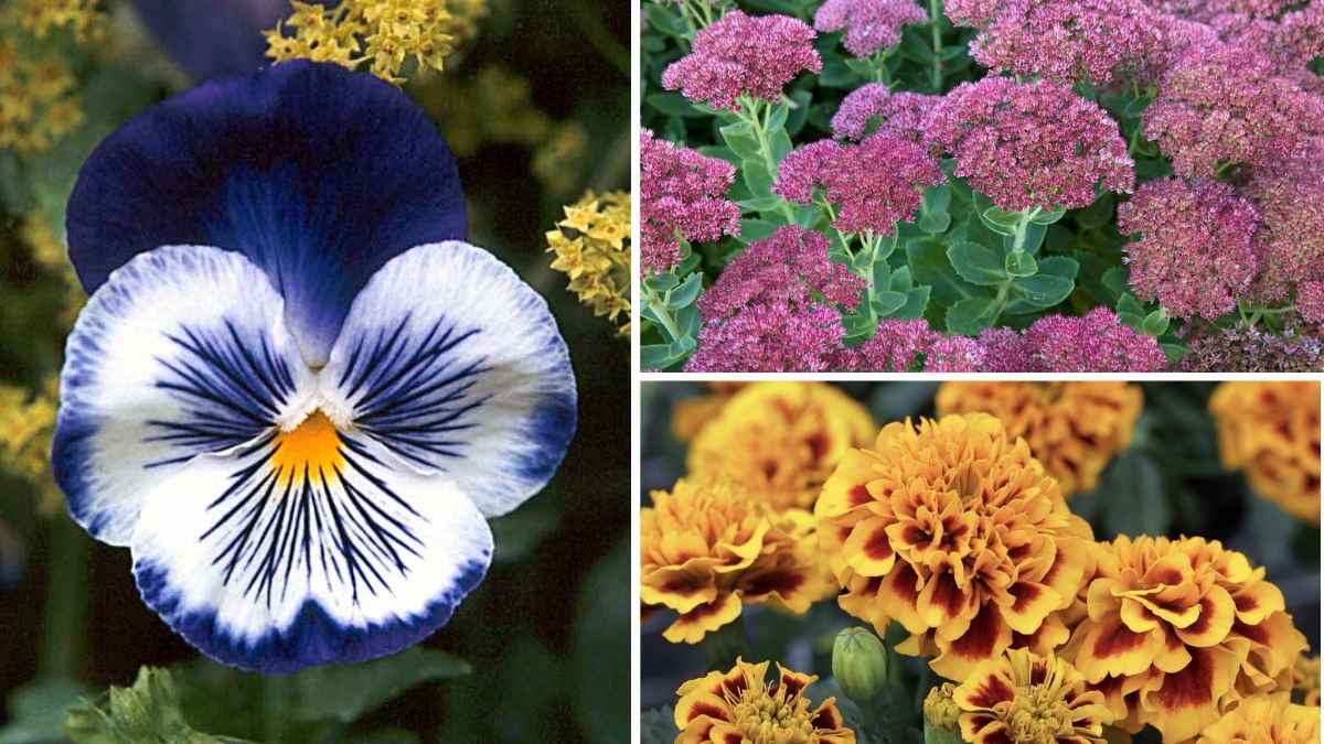 8 Stunning Fall Flowers to Elevate Your Thanksgiving Garden