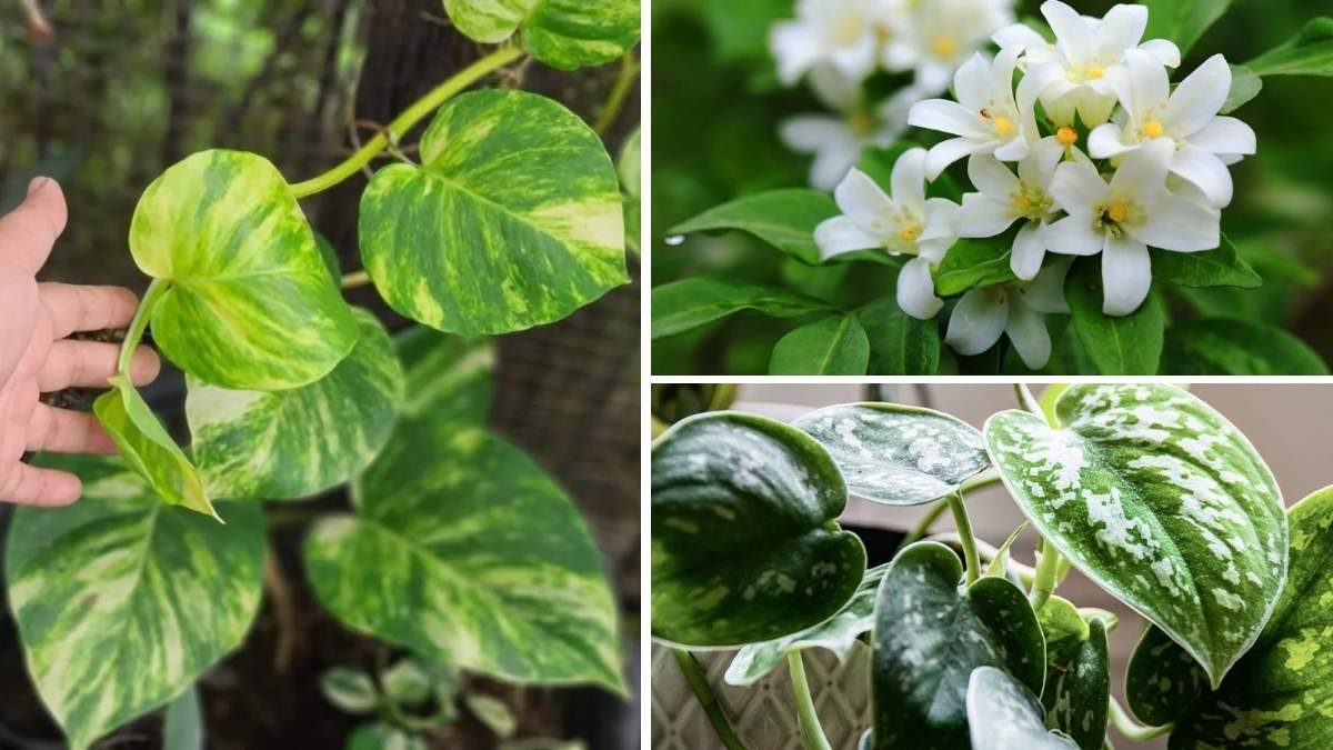 9 Easy-Care Creepers to Beautify Your Balcony Effortlessly