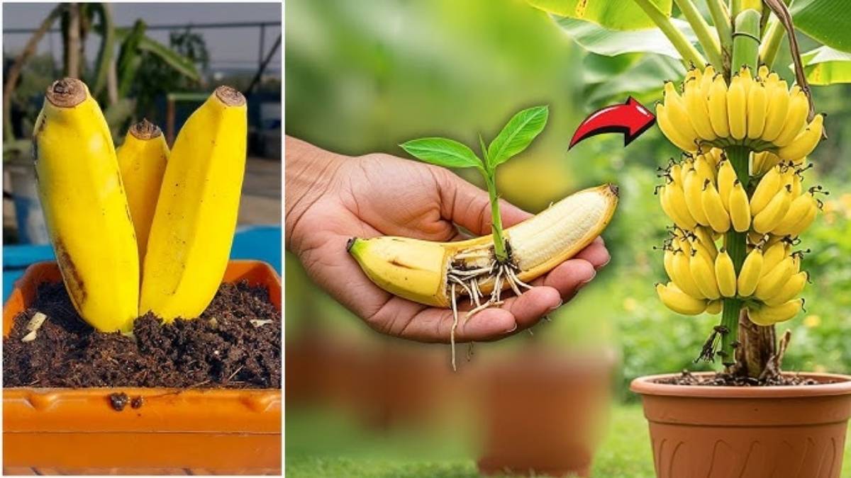 How to Grow Banana Trees at Home from Fruit Without Seeds