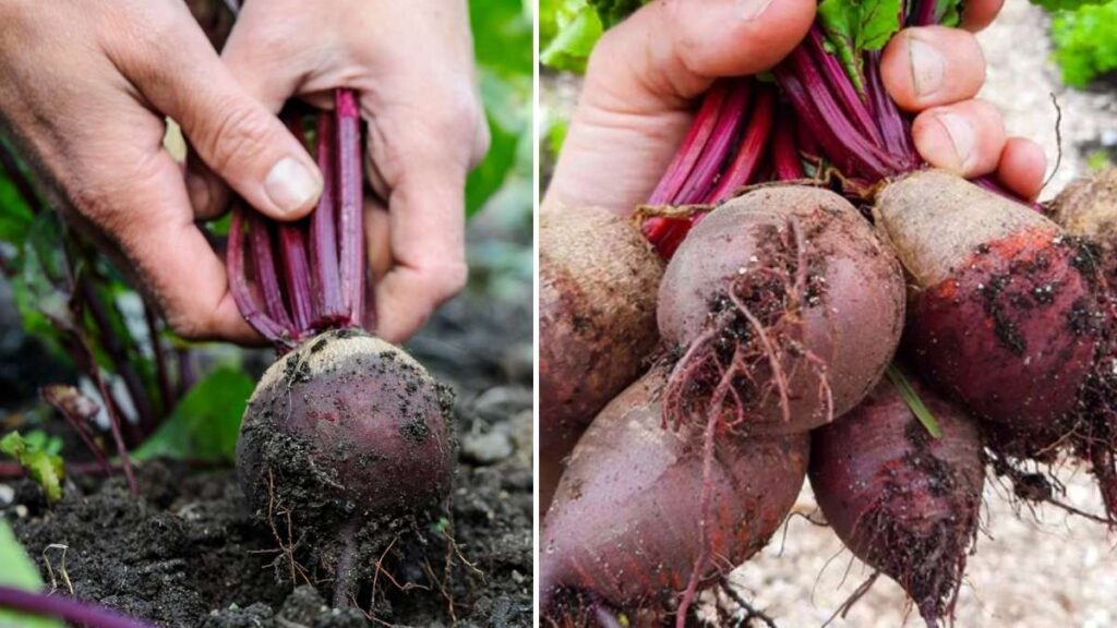 How to Grow Beetroot in Pots on Your Apartment Balcony