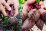 How to Grow Beetroot in Pots on Your Apartment Balcony