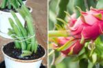 How to Grow Dragon Fruit in Containers on Your Balcony