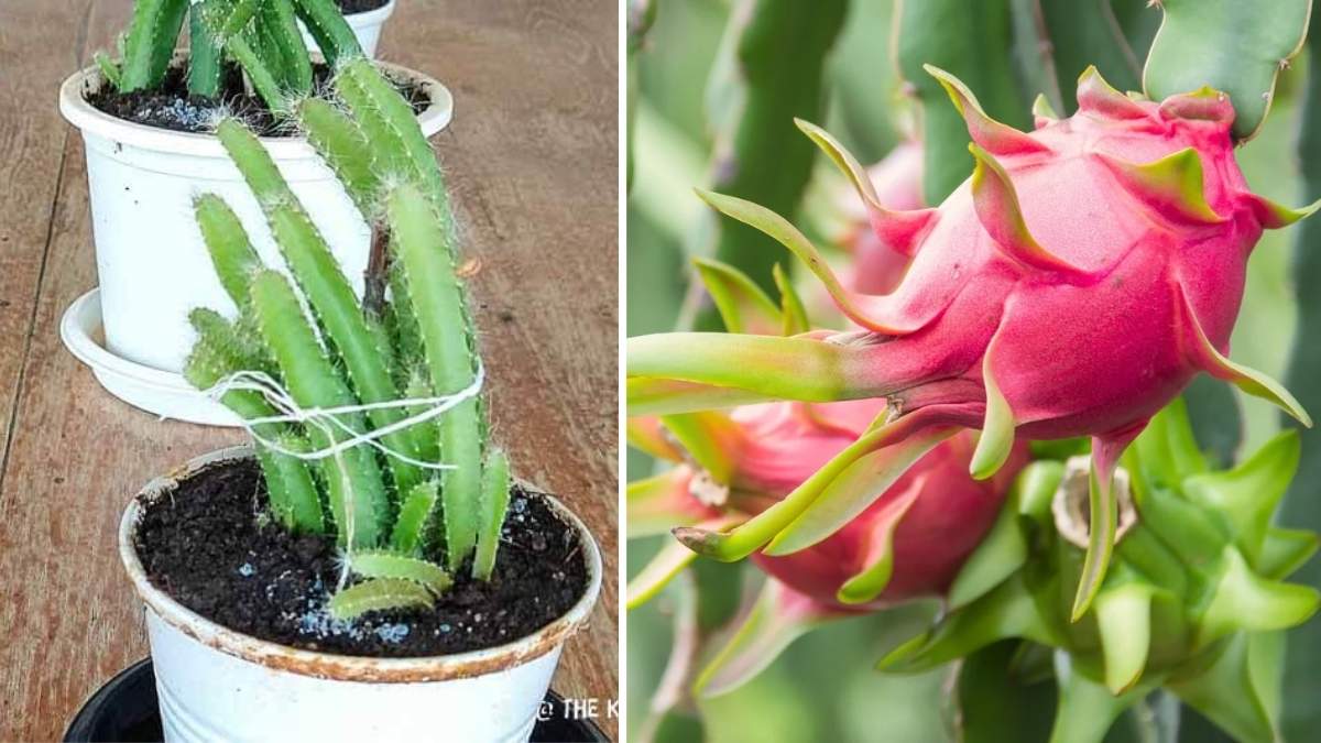 How to Grow Dragon Fruit in Containers on Your Balcony