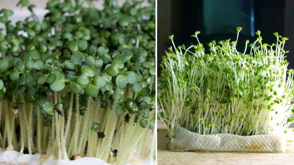 How to Grow Mustard Microgreens at Home for a Spicy, Nutrient-Rich Boost