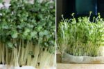 How to Grow Mustard Microgreens at Home for a Spicy, Nutrient-Rich Boost