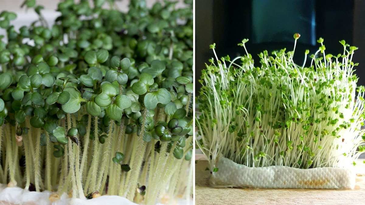 How to Grow Mustard Microgreens at Home for a Spicy, Nutrient-Rich Boost