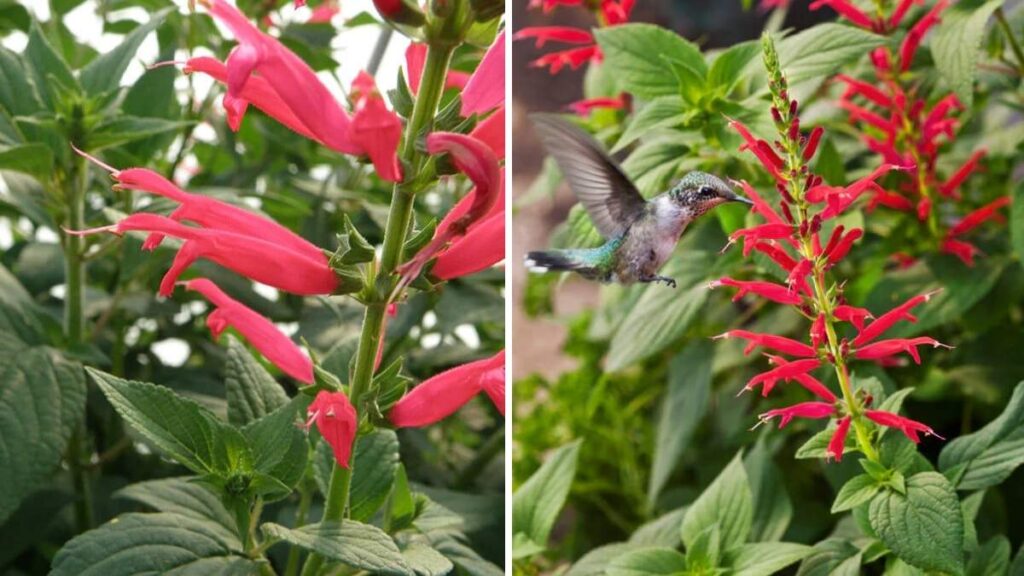 How to Grow Pineapple Sage to Attract Hummingbirds and Butterflies Naturally