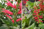How to Grow Pineapple Sage to Attract Hummingbirds and Butterflies Naturally