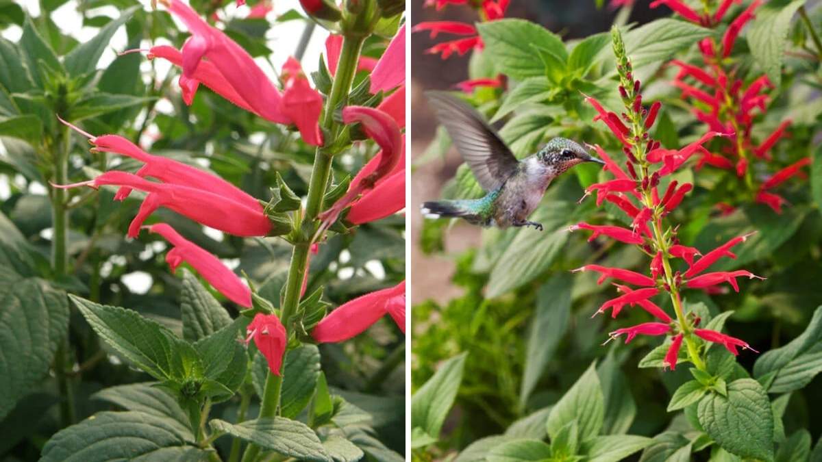 How to Grow Pineapple Sage to Attract Hummingbirds and Butterflies Naturally