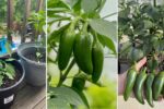 How to Grow Spicy Jalapenos in Your Balcony Garden