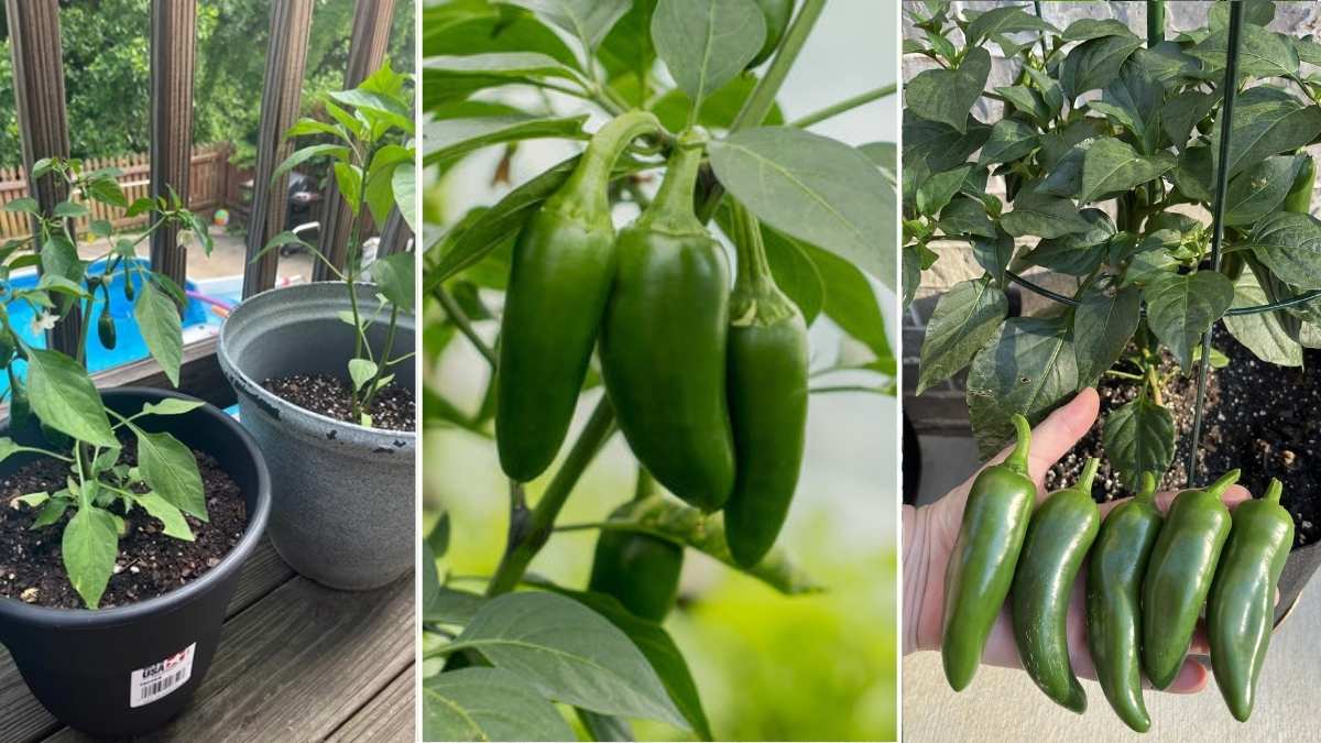 How to Grow Spicy Jalapenos in Your Balcony Garden