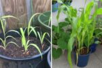 How to Grow Sweet Corn from Seed to Harvest in Containers