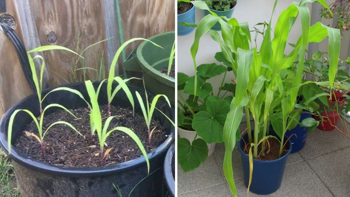 How to Grow Sweet Corn from Seed to Harvest in Containers