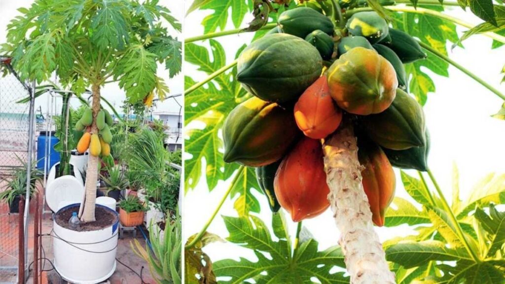 How to Grow Sweet Papayas in Containers at Home