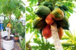 How to Grow Sweet Papayas in Containers at Home
