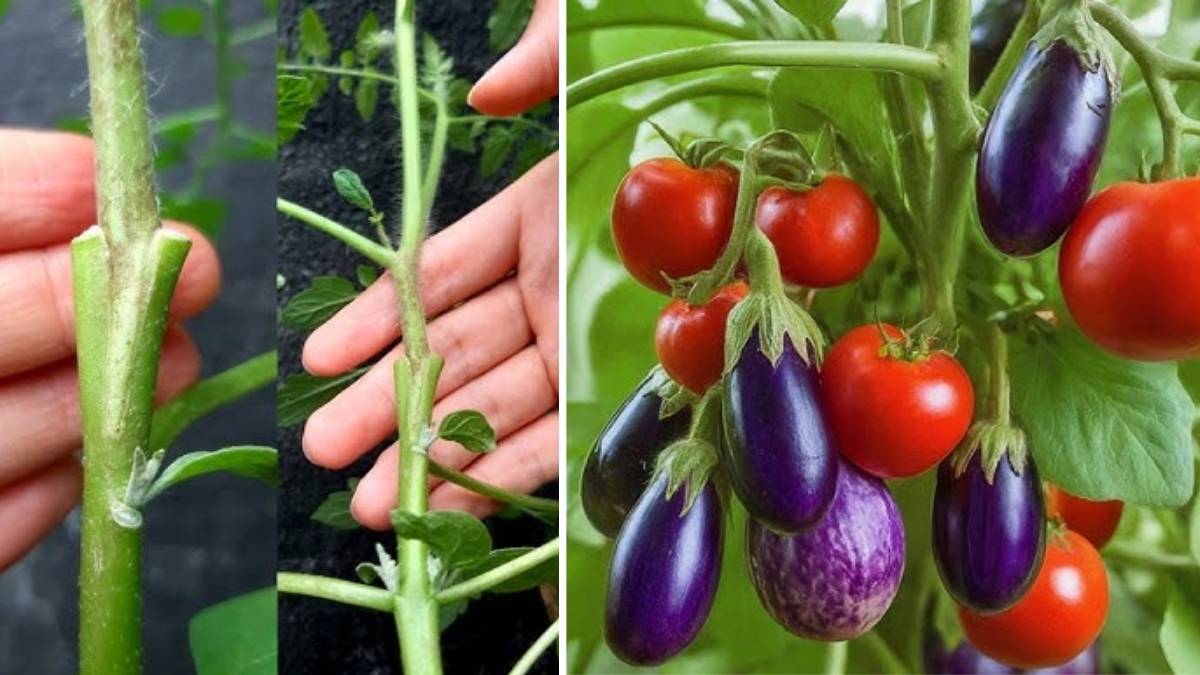 How to Grow Tomatoes and Brinjals Together on One Plant Using Grafting Techniques