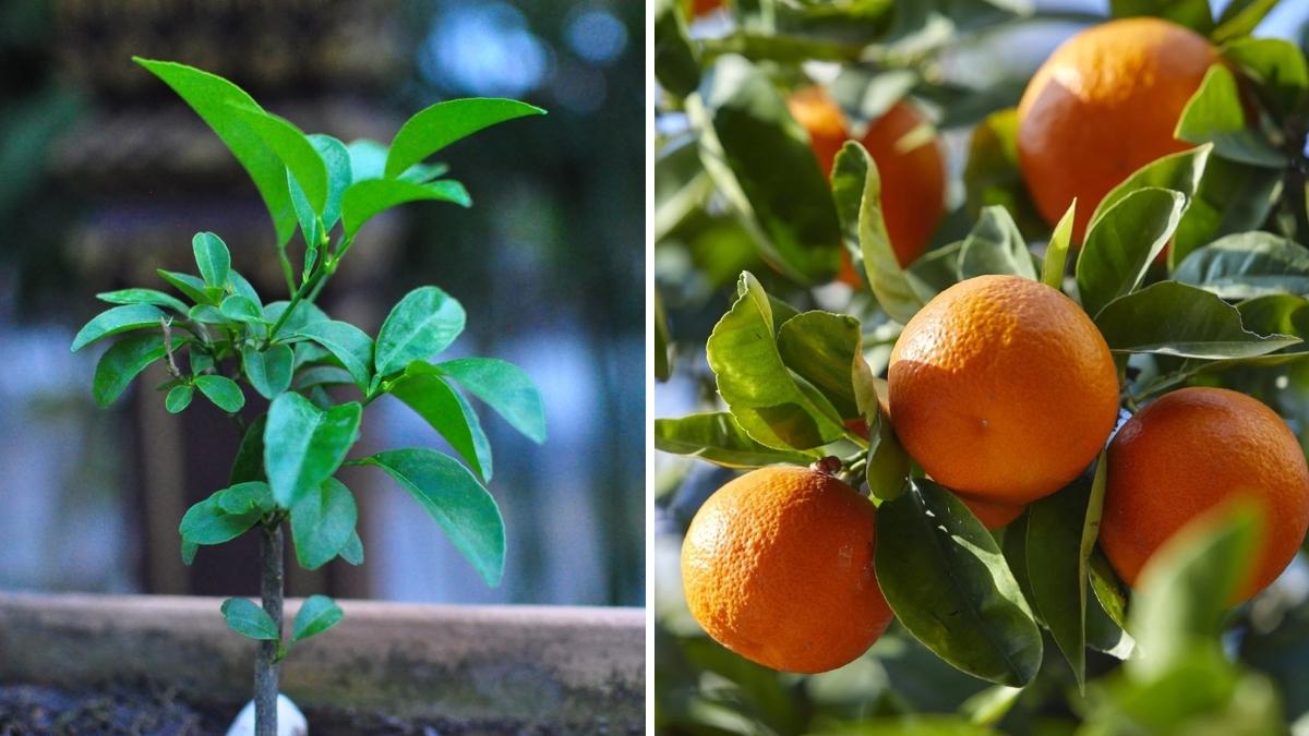 How to Grow a Lush Orange Tree From Seed Indoors or Outdoors