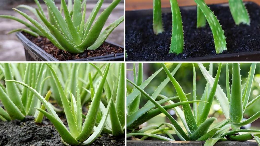 How to Grow an Aloe Vera Garden from a Single Plant