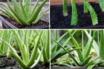 How to Grow an Aloe Vera Garden from a Single Plant