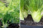 How to Plant and Grow Fennel in Containers from Seed
