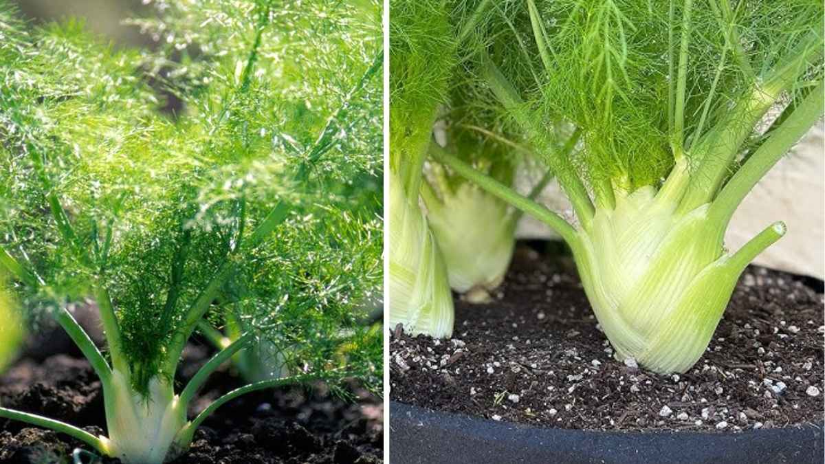 How to Plant and Grow Fennel in Containers from Seed