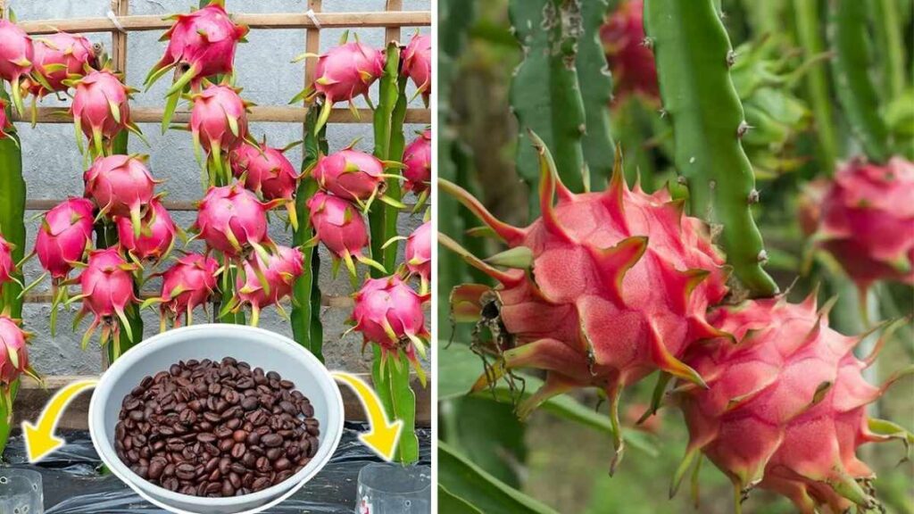 How to Start Growing Red Dragon Fruit Indoors or Outdoors Easily