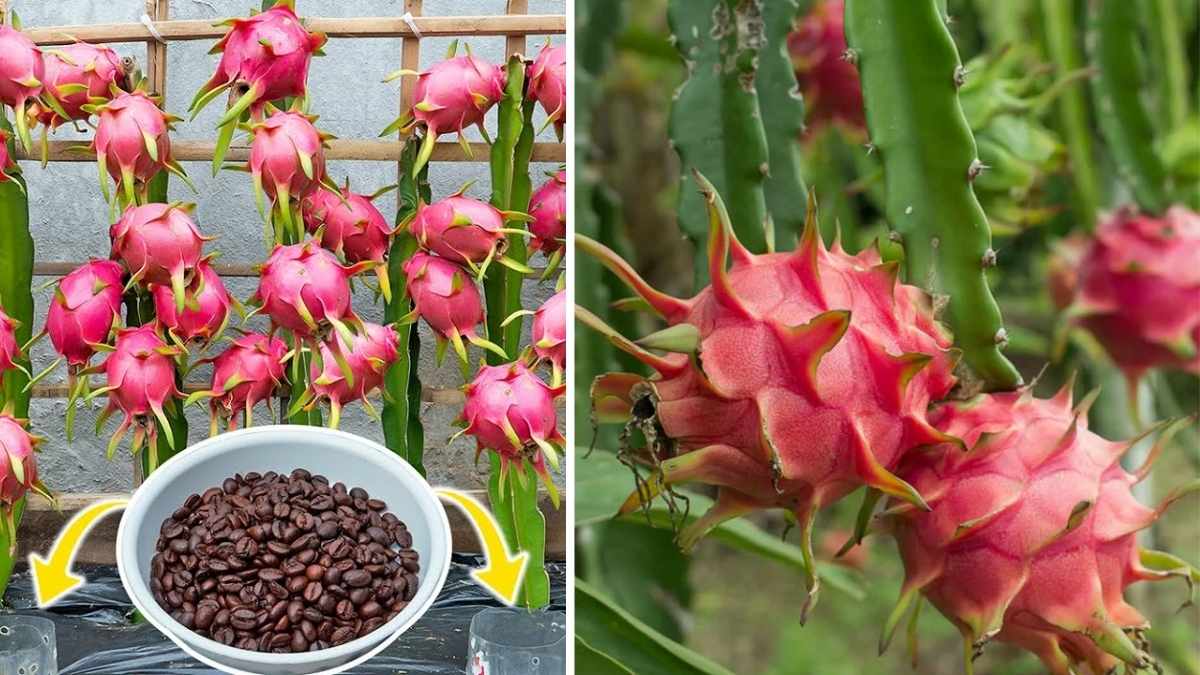 How to Start Growing Red Dragon Fruit Indoors or Outdoors Easily