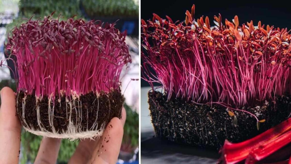 7 Easy Steps to Grow Amaranth Microgreens at Home for Maximum Nutrition