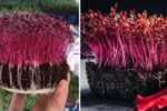 7 Easy Steps to Grow Amaranth Microgreens at Home for Maximum Nutrition