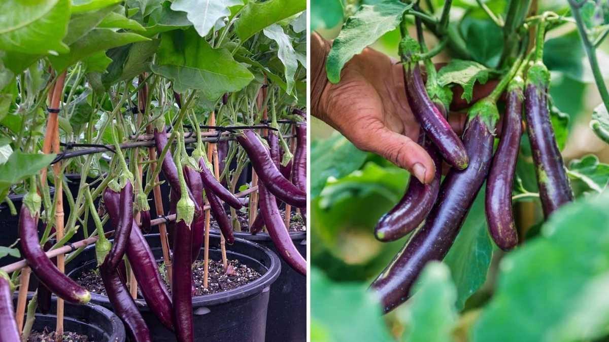 How to Cultivate Compact Eggplant Varieties in Your U.S. City Garden