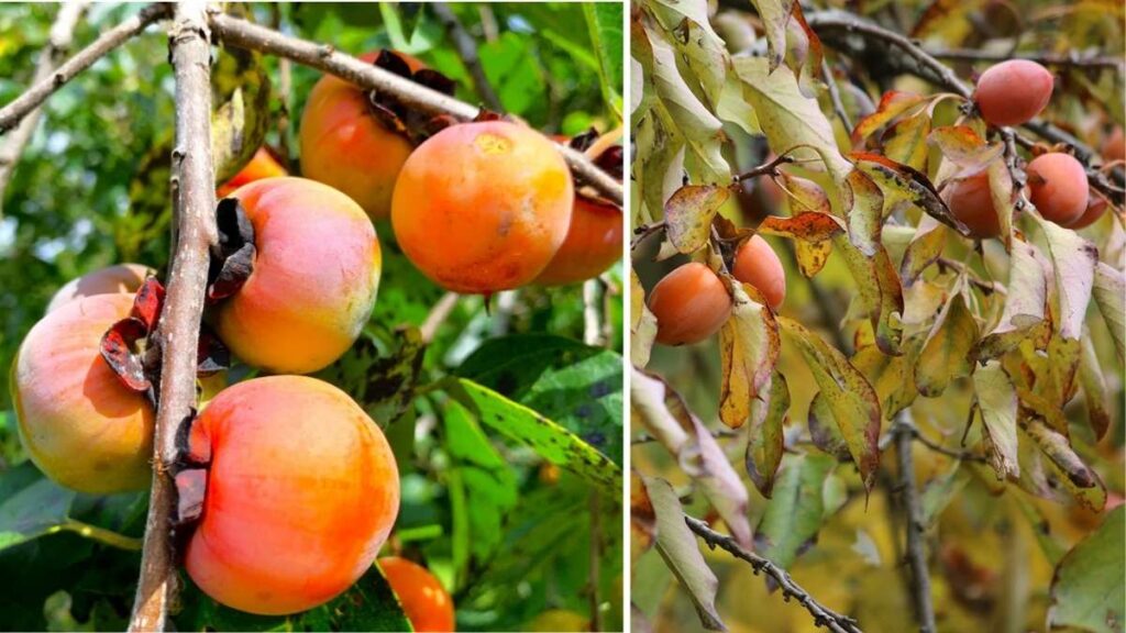 How to Grow American Persimmon Trees for Maximum Fruit Yield