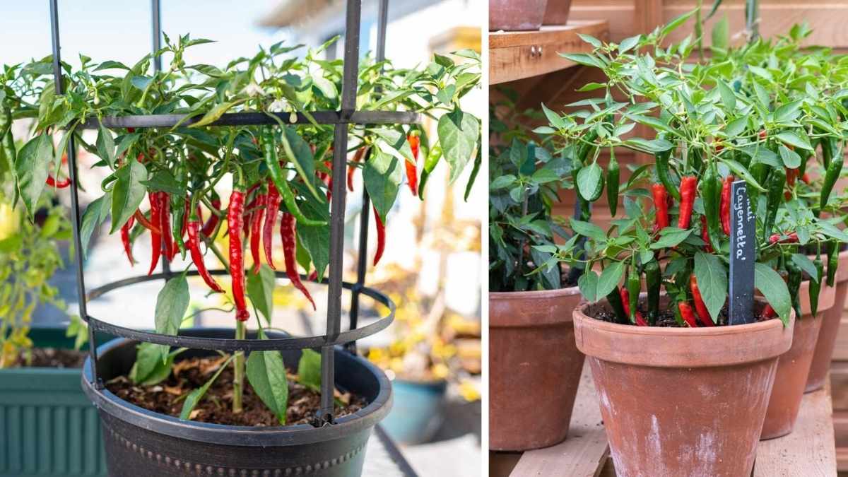 How to Grow Cayenne Peppers in Containers for Homemade Hot Sauce