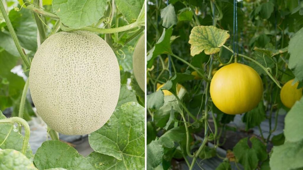 How to Grow Juicy Honeydew Melons in Your Summer Garden
