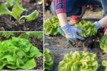 How to Plant and Grow Baby Butterhead Lettuce Step by Step