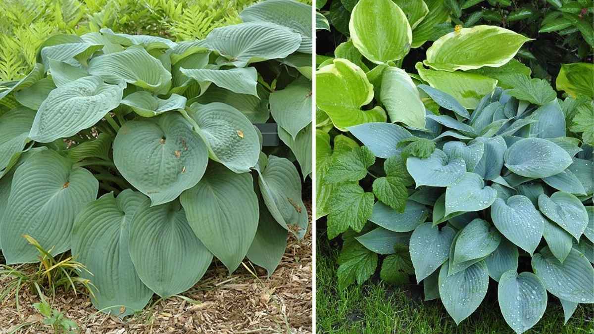 How to Prepare Hostas for Winter and Boost Their Growth Next Season