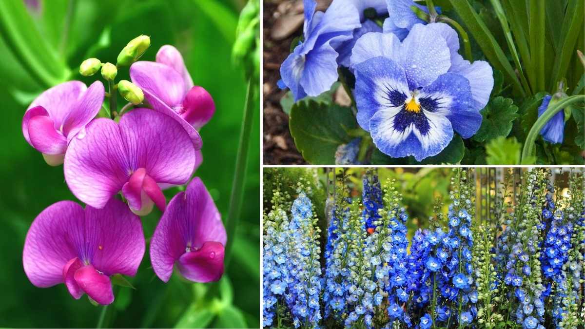 Top 11 Seeds to Plant in November for a Stunning Spring Garden